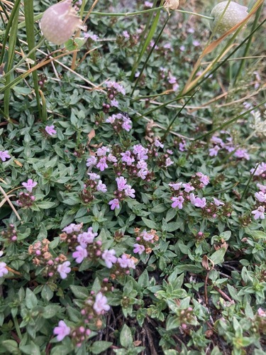 Thymus herba-barona (Thymus herba-barona)