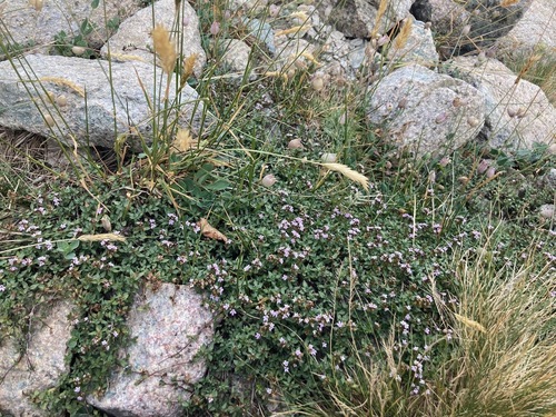 Image of Thymus herba by (c) Fabien Anthelme, some rights reserved (CC BY-SA)