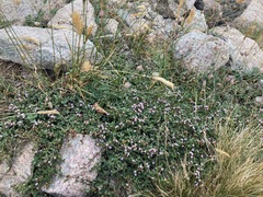 (c) Fabien Anthelme, some rights reserved (CC BY-SA) Thymus herba-barona, photograph (c) Fabien Anthelme, some rights reserved (CC BY-SA)