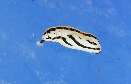 Theona Checkerspot
