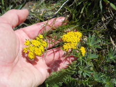 Lomatium utriculatum