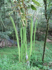 Senna undulata