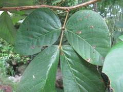 Senna undulata