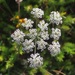 Silphiodaucus prutenicus dufourianus - Photo (c) Martinho-Fiz López Lindoso, algunos derechos reservados (CC BY-NC), subido por Martinho-Fiz López Lindoso