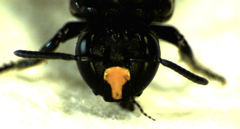 Hyleoides concinna