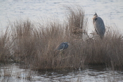 Egretta tricolor image