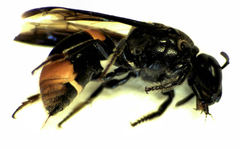 Hyleoides concinna