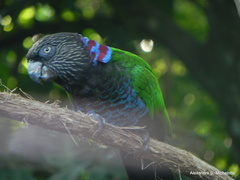 Deroptyus accipitrinus