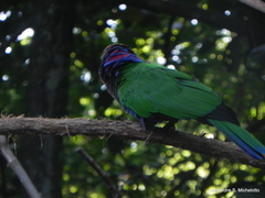 Deroptyus accipitrinus