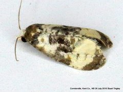 Phalonidia memoranda