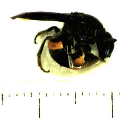 Hyleoides concinna