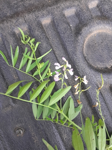 Professor-weed (Galega officinalis)