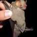 Morcego-de-Ipanema - Photo (c) Diego Torres Arboleda, alguns direitos reservados (CC BY-NC), uploaded by Diego Torres Arboleda