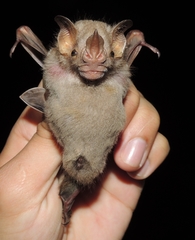 Pygoderma bilabiatum