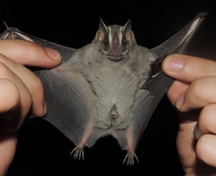 Platyrrhinus recifinus