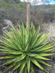 Agave kerchovei