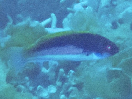 Cirrhilabrus luteovittatus observed 2023-07-28