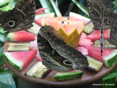 Caligo beltrao