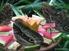 Caligo beltrao