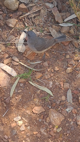 Gray Shrikethrush