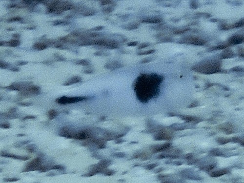 Iniistius celebicus observed 2023-08-06