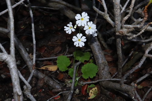 Image of Primula malacoides by (c) Thomas Mesaglio, some rights reserved (CC BY)