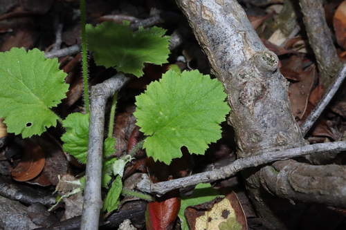Image of Primula malacoides by (c) Thomas Mesaglio, some rights reserved (CC BY)