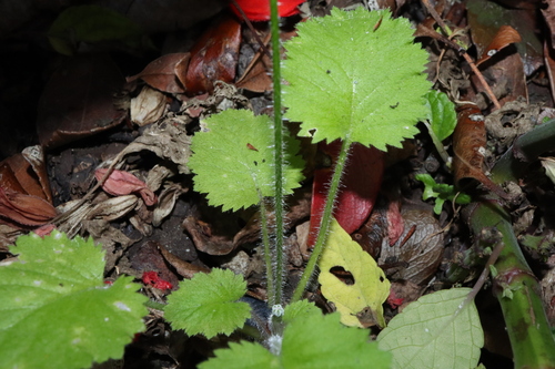 Image of Primula malacoides by (c) Thomas Mesaglio, some rights reserved (CC BY)