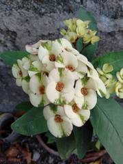 Euphorbia milii