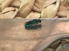 Chrysidini