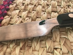 Chrysidini