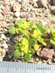Gilmania luteola