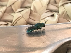 Chrysidini