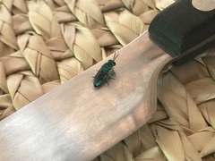 Chrysidini