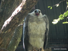 Harpia
