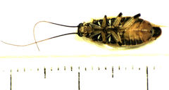 Balta bicolor