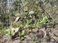 Opuntia bravoana