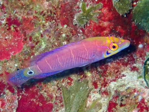 Pseudocheilinus ocellatus observed 2023-08-16