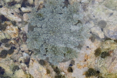 Cassiopea frondosa