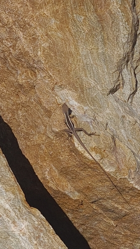 Long-nosed Dragon