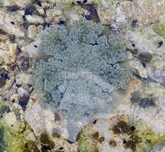 Cassiopea frondosa