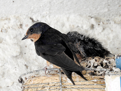 Hirundo rustica