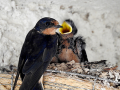 Hirundo rustica