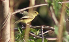 Vireo pallens