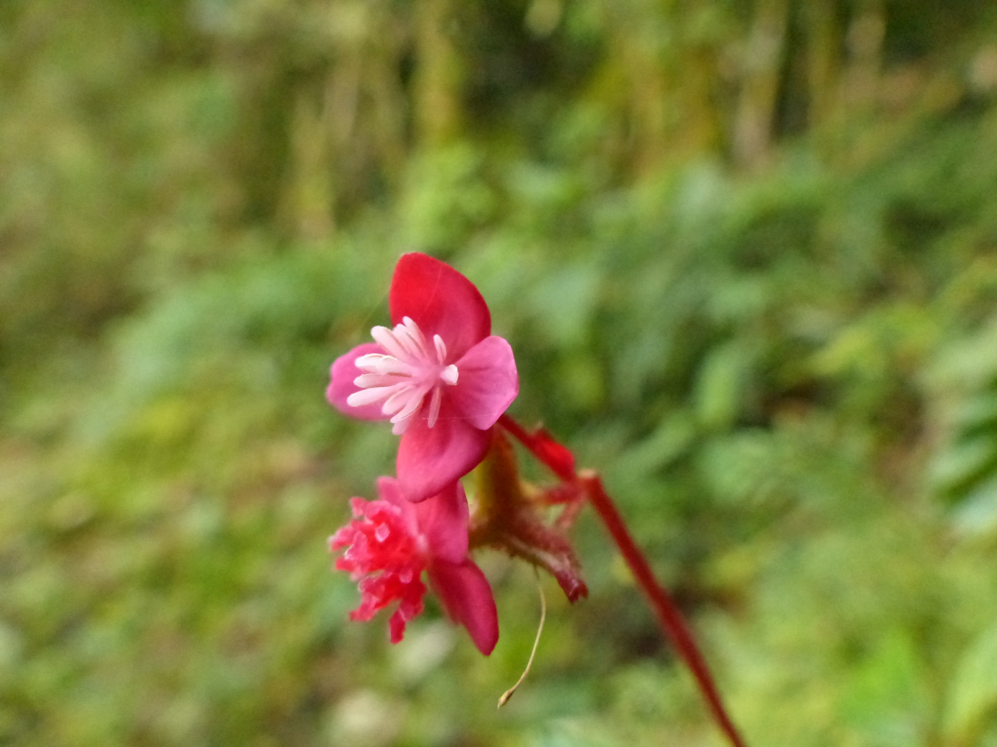 Begonia image