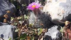 Rapicactus beguinii