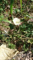 Ipomoea biflora