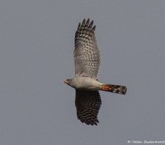 Ovambo Sparrowhawk photo 3