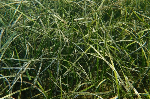 Cymodocea nodosa (Ucria) Asch.