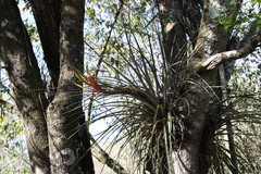 Tillandsia inopinata